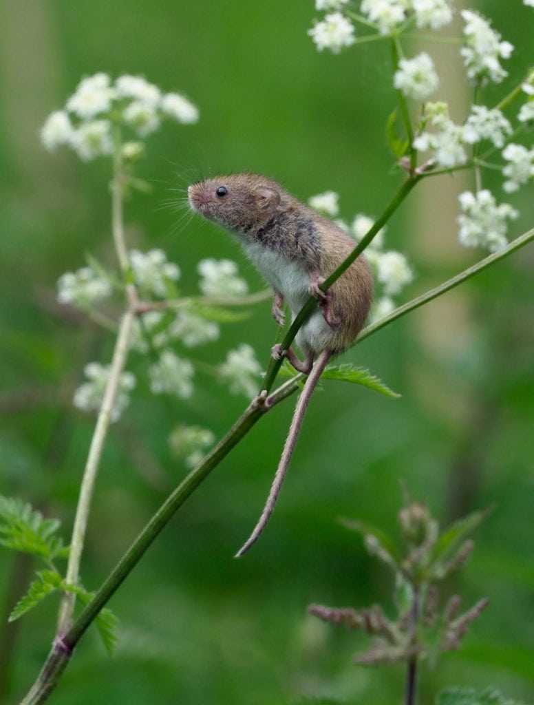 Andy Sands Wildlife photographer Harvest Mouse