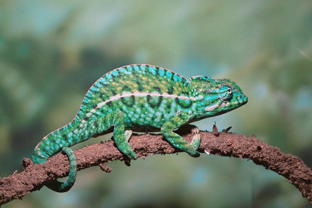 Andy Sands Wildlife photographer Jewel chameleon