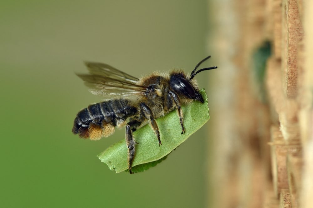 Andy Sands Wildlife photographer Leaf Cutting Bee Megachile ligniseca
