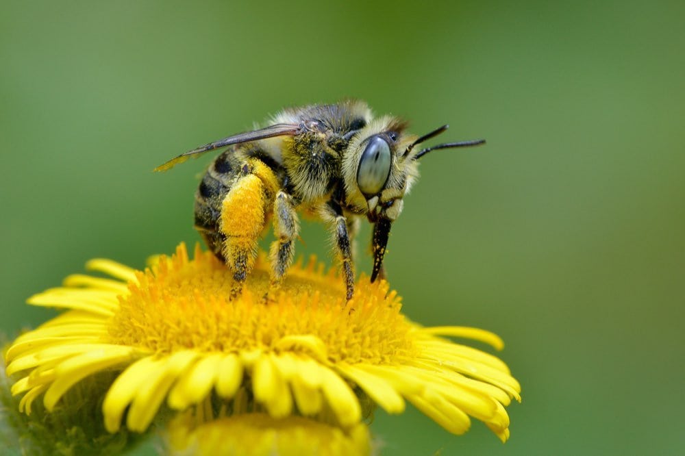 Andy Sands Wildlife photographer Mining Bee anthophora bimaculata, cover photo for British Wildlife Photographers Book 6