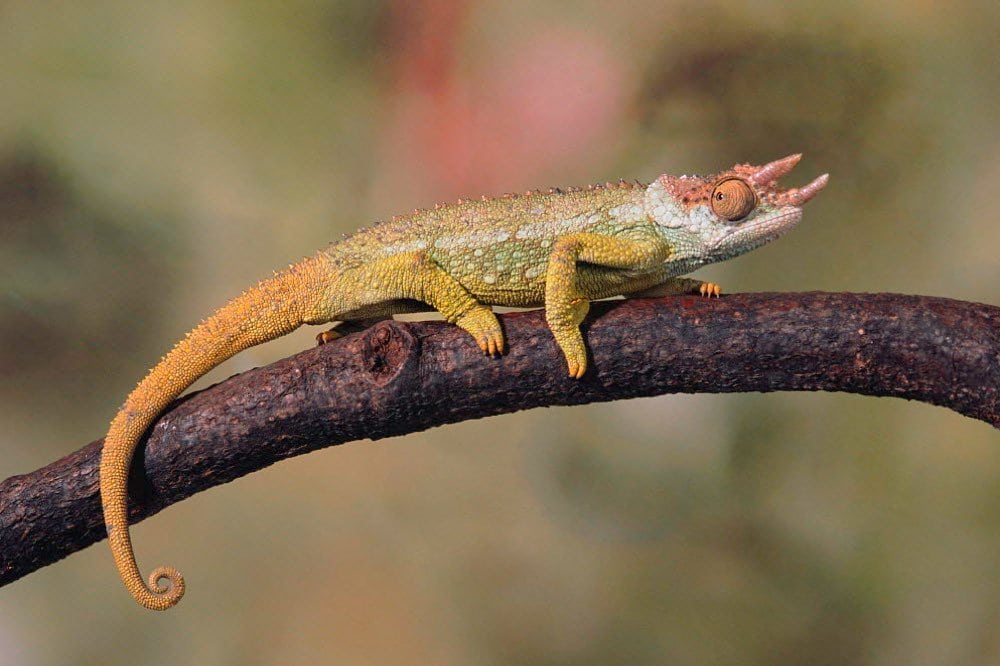 Andy Sands Wildlife photographer Ngosi volcano chameleon