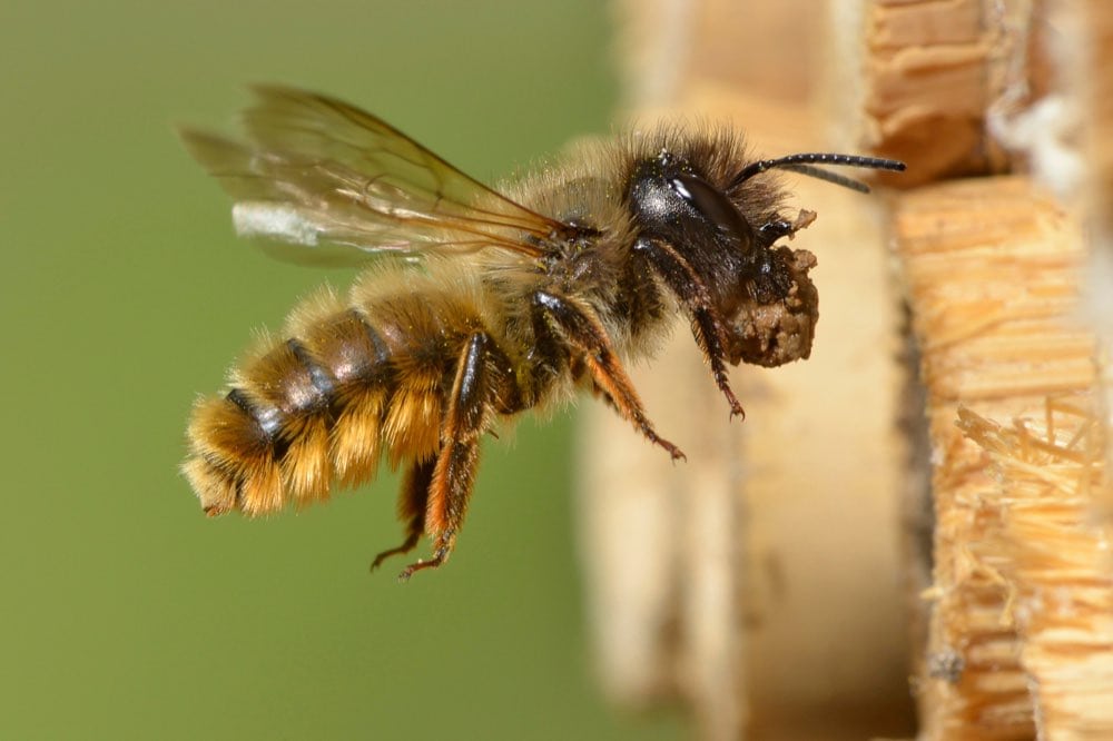 Andy Sands Wildlife photographer Red Mason Bee Osmia bicornis