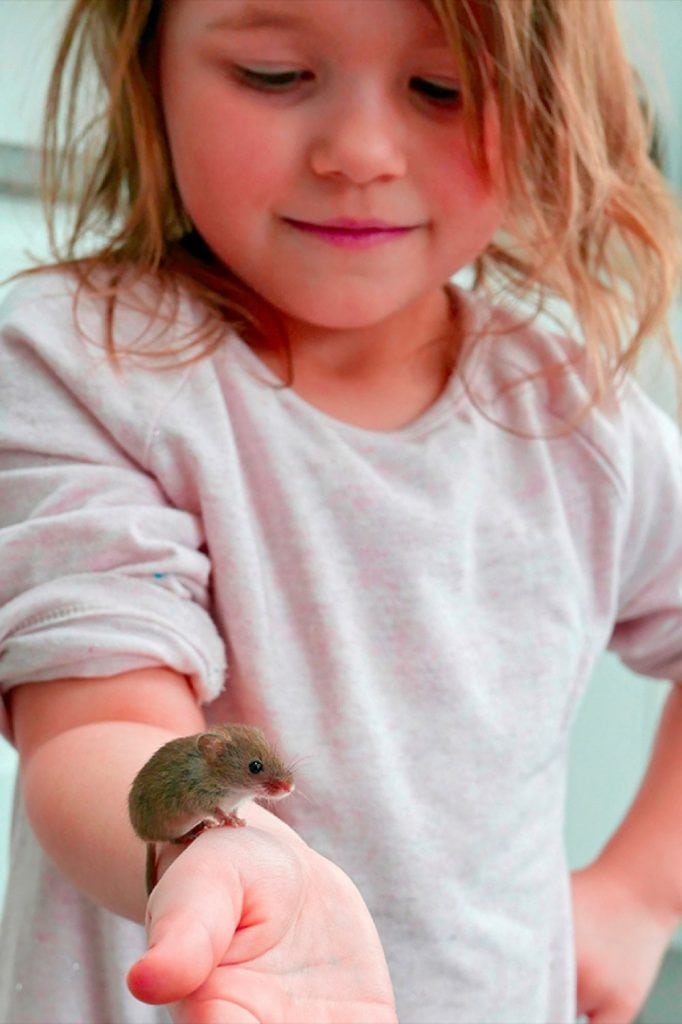 Andy Sands Wildlife photographer Skyla with Harvest Mouse