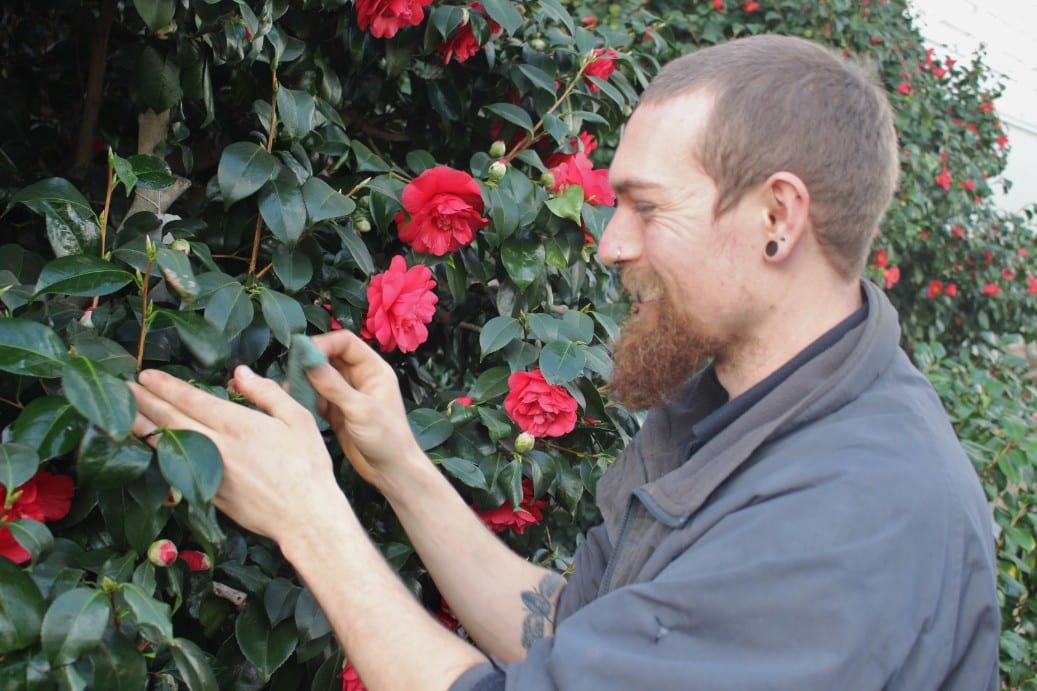 Chiswick House Camellias being cleaned for the annual Show (39)Please credit Michelle Chapman (1) (3)