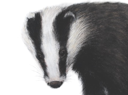 'Badger' by Jill Meager