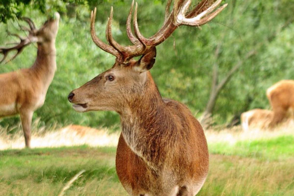 Red_deer_Richmond_Park_home