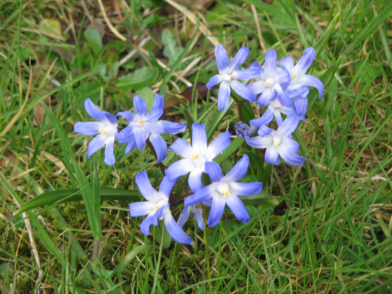 Chionodoxa_forbesii04_web