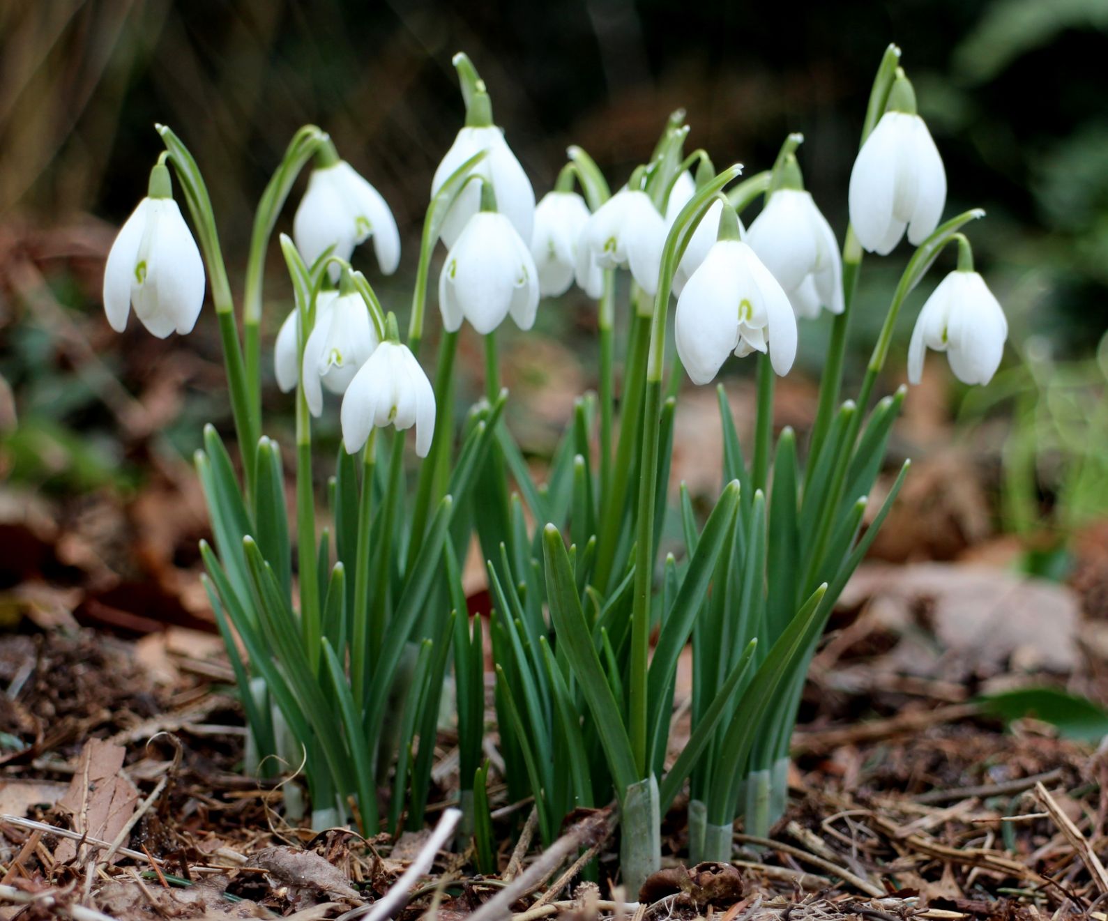 Galanthus_nivalis_(sneeuwklok)_web