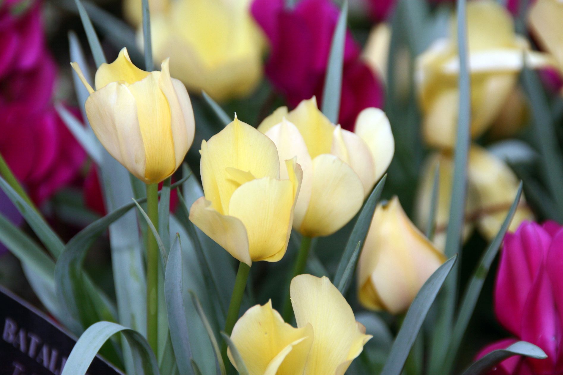 Tulipa_batalinii_Bright_Gem_3zz_web
