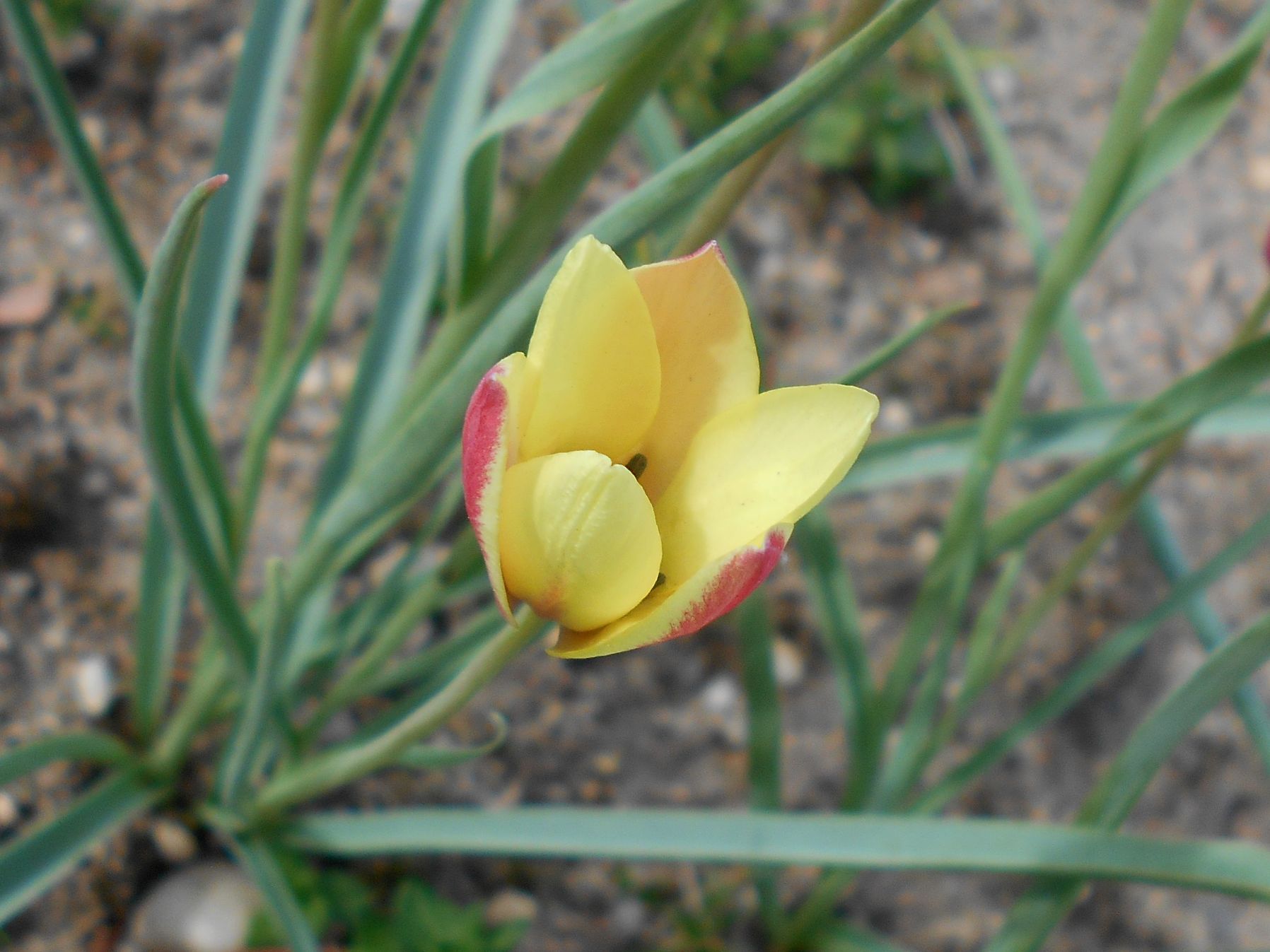 Tulipa_clusiana_Cynthia_2018-04-30_9846_web