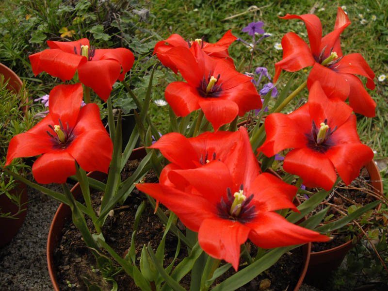 Tulipa_linifolia_1