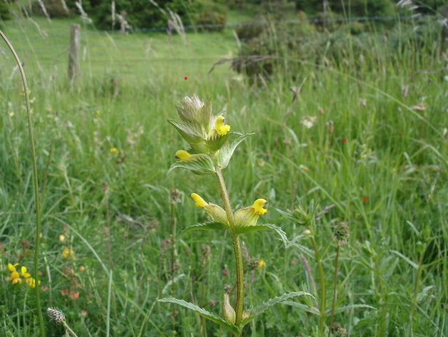 Yellow Rattle