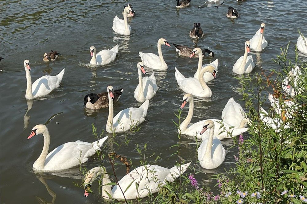 Swans at Strand on the Green - Photograph of the day by Bridget Osborne