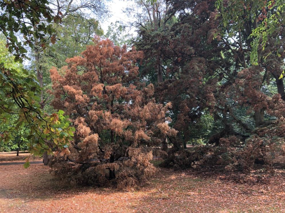 Dying Nothofagus summer 2022 at Kew Gardens_web