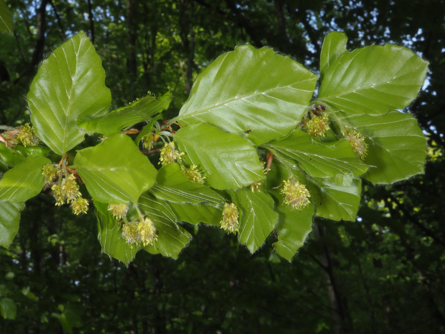 Fagus sylvatica (c) RBG Kew_web