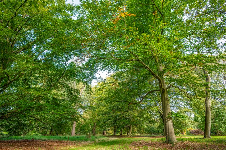 Fagus sylvatica in Kew's Arboretum (c) RBG Kew_web