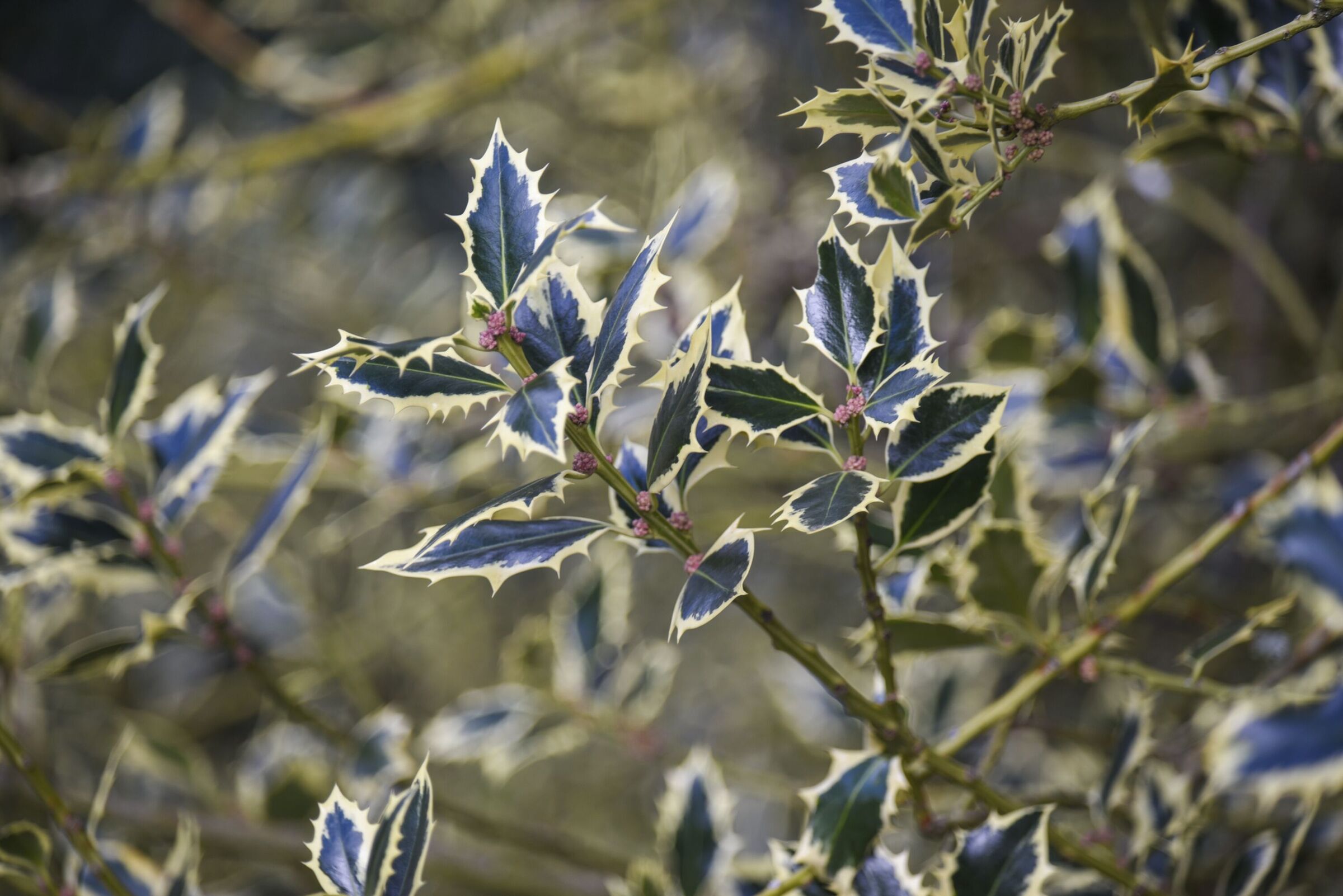 Ilex aquifolium 'Elegantissima' on Holly Walk