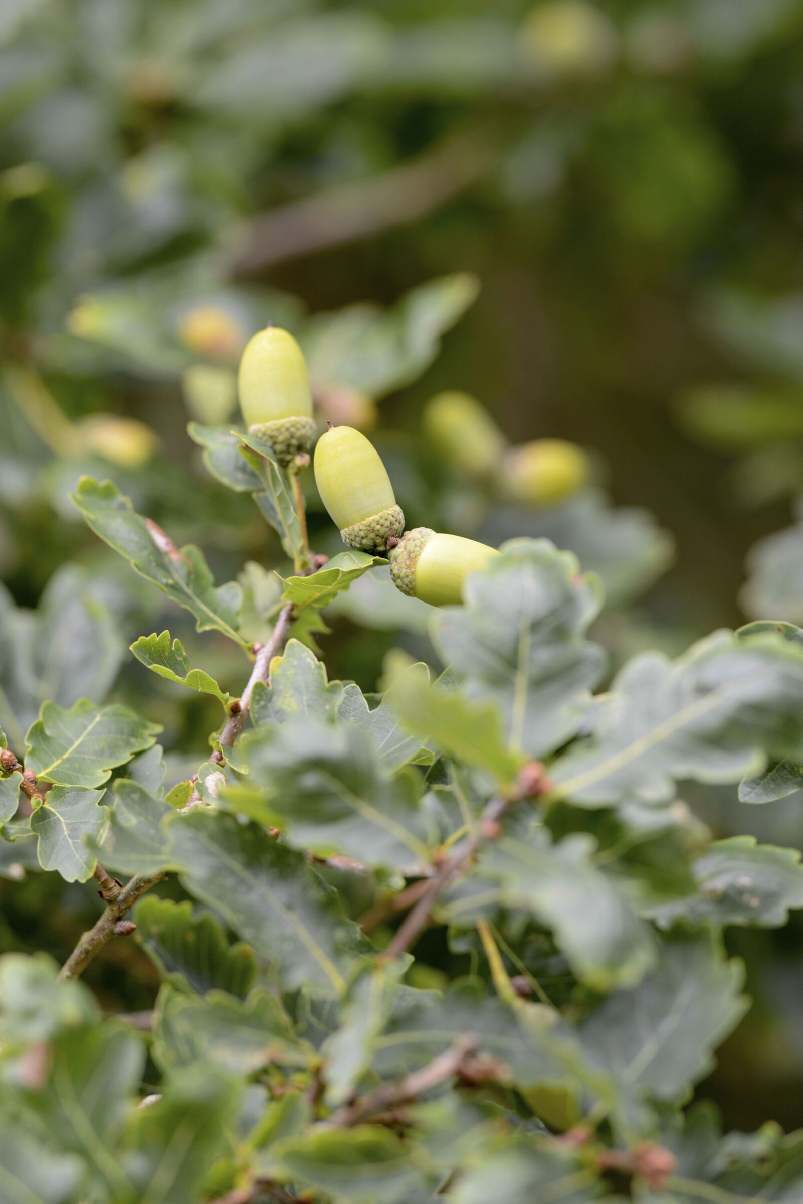 Acorns on Quercus robur, English oak.