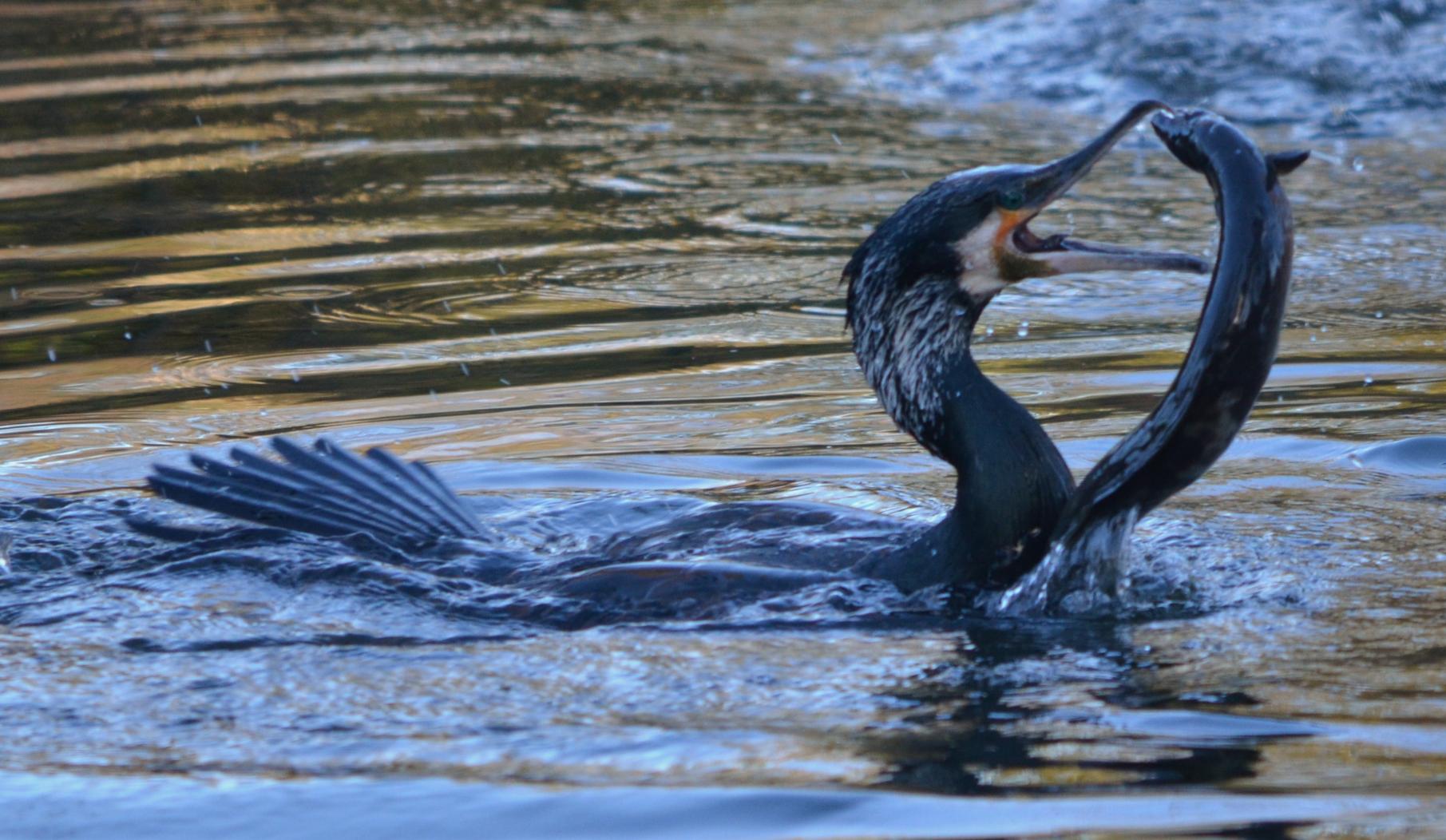 Cormorant eating and eel - Lorraine Conterio_web