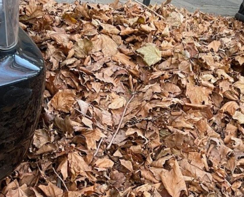 Hounslow street cleaning - leaves 2_web