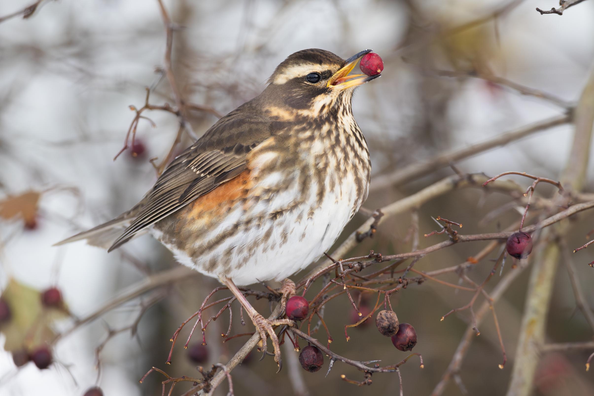 AdobeStock_1256445948 Redwing_web