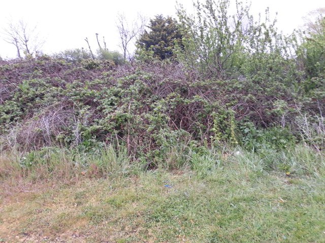 Dukes-Meadows-hedgerow-as-it-was-Roy-Forshaw-rotated