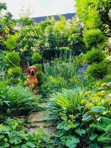 Sweet smelling Labrador with topiary_Rosie Fyles
