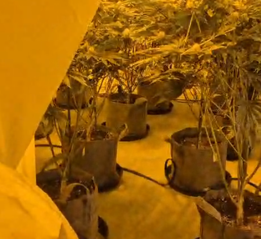 Weed farm 7 - Cannabis plants featured image