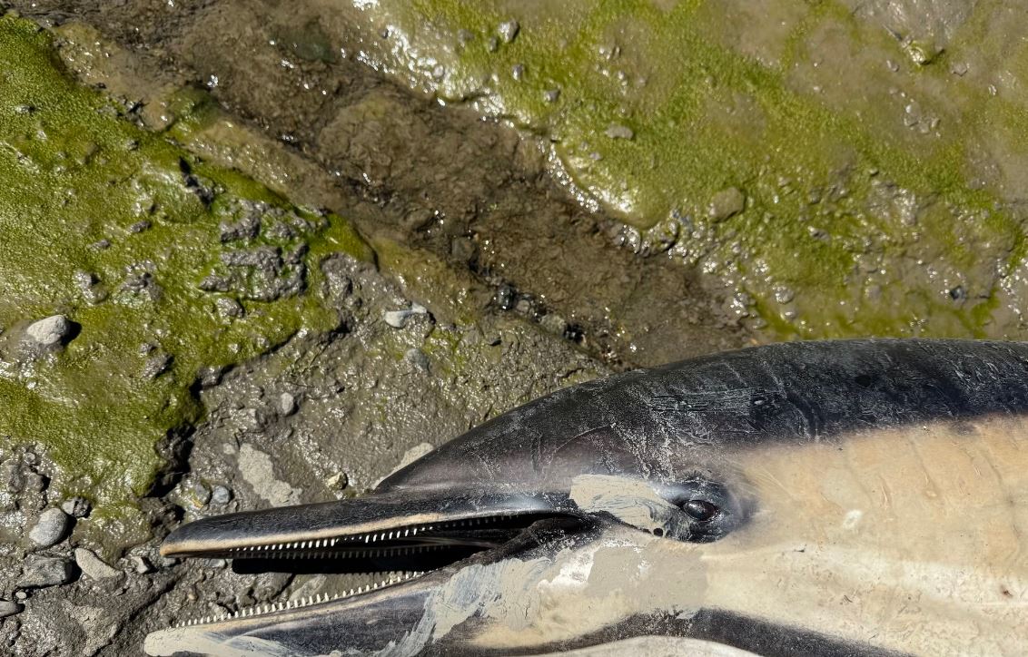 Dead Dolphin 3 - CSIP