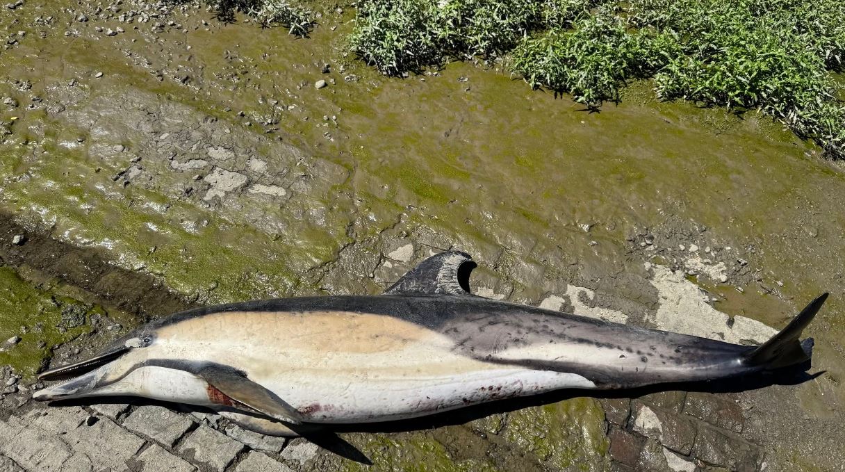 Dead Dolphin 4 - CSIP
