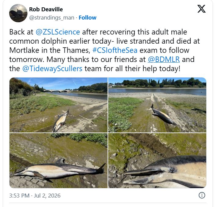 Dead dolphin post