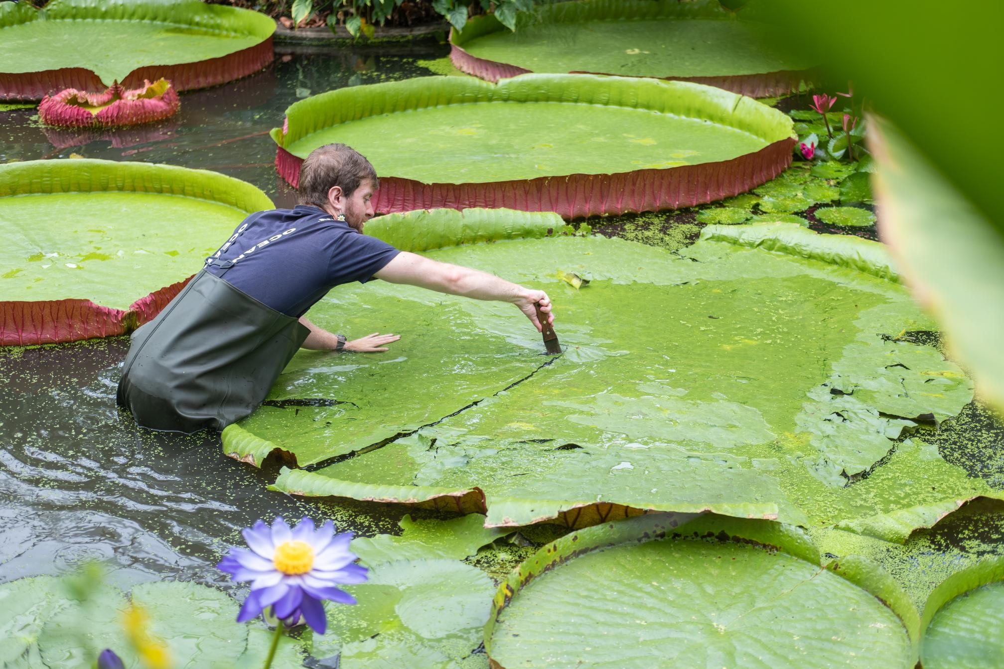 13. Botanical horticulturist Aidan Pike - CREDIT - Sebastian Kettley © RBG Kew (1)